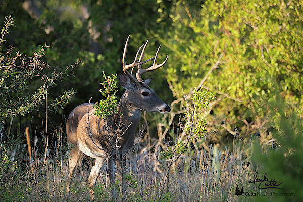 Brushy Buck by David Cutts Brushy Buck by David Cutts