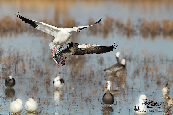 Two Geese Landing by David Cutts Two Geese Landing by David Cutts